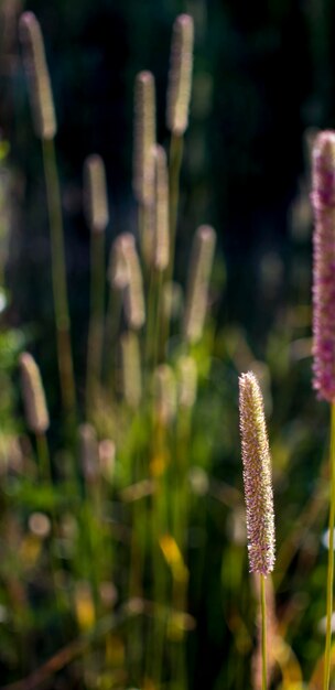 Flores de plátano no sol da manhã cedo Sementes em Bokeh Foto de alta qualidade