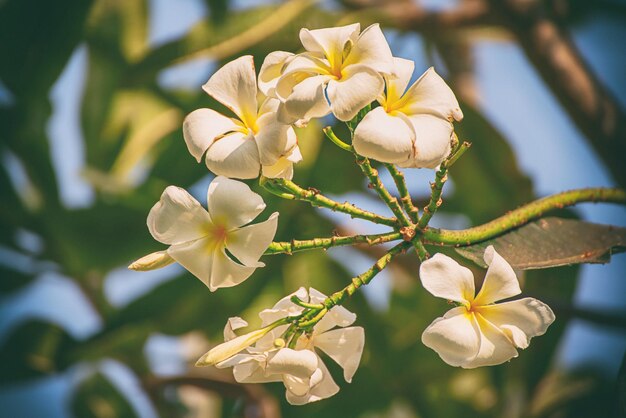 Flores de plumaria branca