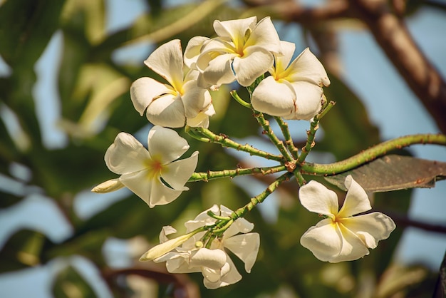 Flores de plumaria branca