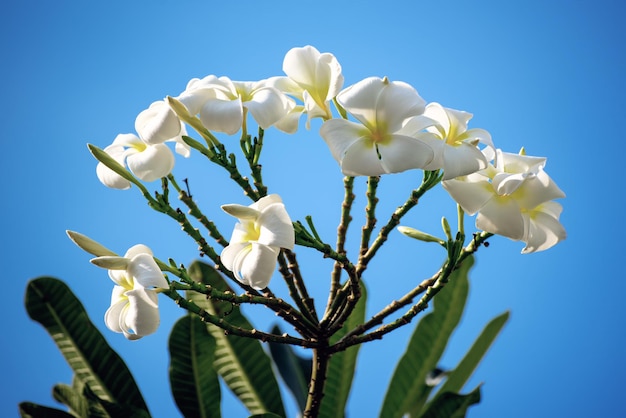 Flores de plumaria branca