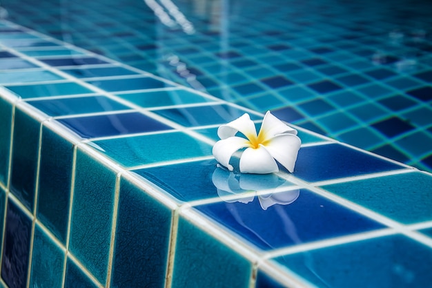 Flores de plumeria beiram a piscina