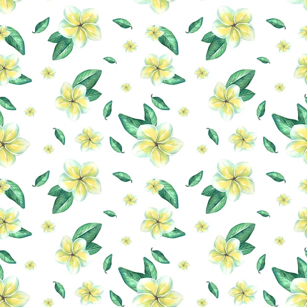 Flores de plumeria brancas com folhas verdes em um fundo branco Ilustração em aquarela Padrão sem costura da coleção BEACH BAR Para papel de parede de papel têxtil de tecido