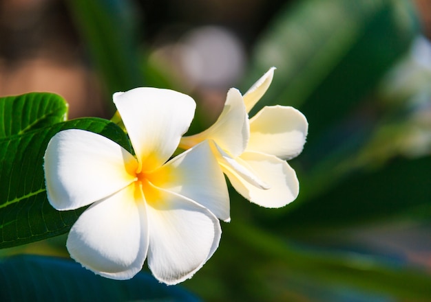 Flores de plumeria branco vibrante