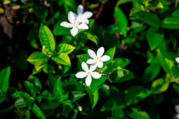 Flores de plumeria crescendo no jardim