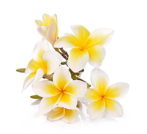 Flores de plumeria e frangipani em branco e traçado de recorte