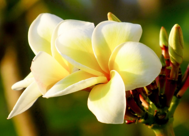 Foto flores de plumeria florescem graciosamente.