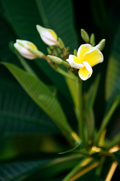 Flores de plumeria na árvore, close-up