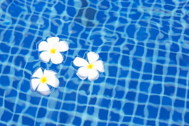 Flores de plumeria ou frangipani na piscina. vista do topo