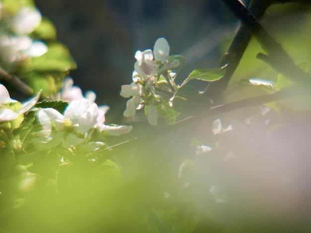 flores de pommiers