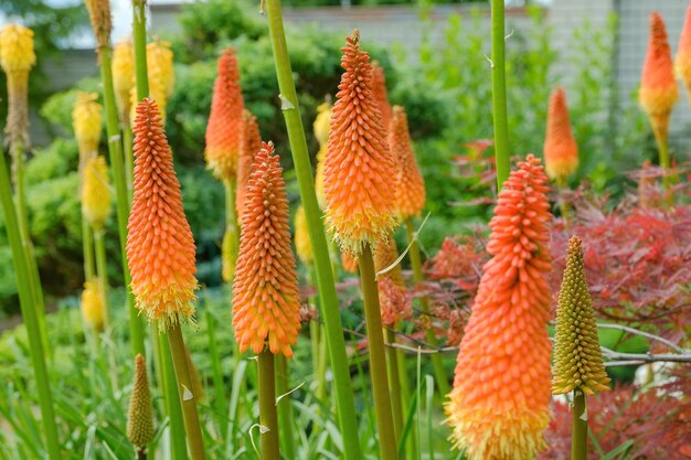 Flores de póquer vermelhas e quentes que florescem no jardim durante o dia