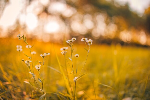 Flores de prado no início da manhã fresca ensolarada. Paisagem de outono vintage, fundo de floresta desfocado