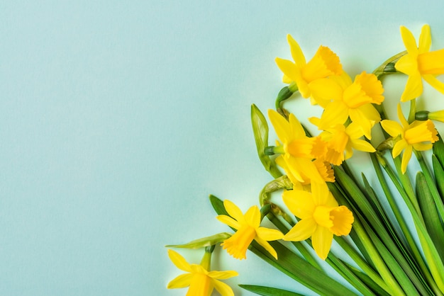 Flores de primavera amarelo narciso sobre fundo azul. feliz conceito de páscoa. vista superior com espaço de cópia