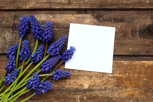 Flores de primavera azuis em um fundo de madeira muscari armeniacum em uma mesa folha branca de papel para