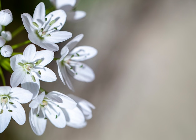 Flores de primavera branca pequena em um fundo de borrão