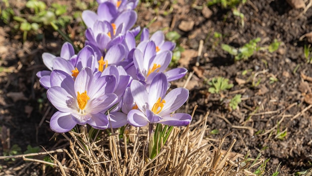 flores de primavera crescendo e natureza roxo e branco belos crocus florescendo floral primavera cedo