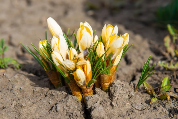 Flores de primavera de açafrão e gotas de neve