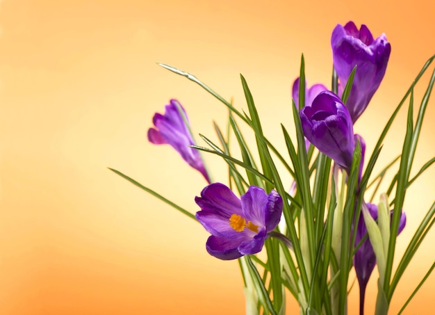 Flores de primavera de açafrões roxos brilhantes em fundo laranja