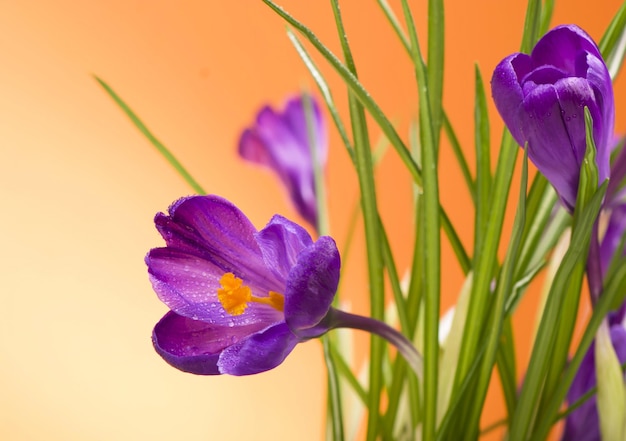 Flores de primavera de açafrões roxos brilhantes em fundo laranja