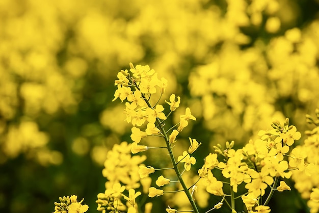 Flores de primavera de colza