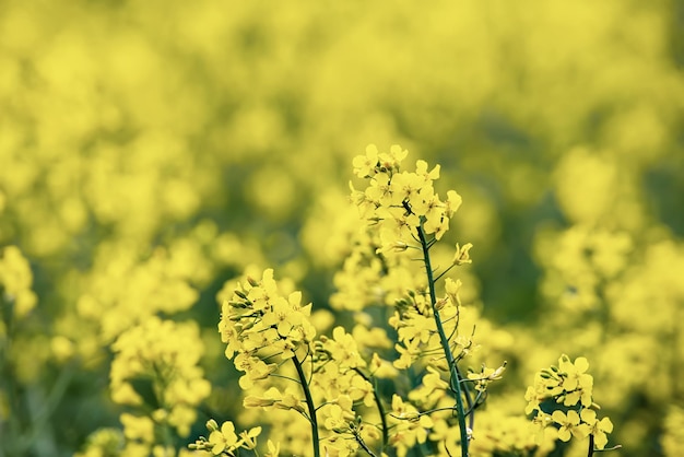 Flores de primavera de colza