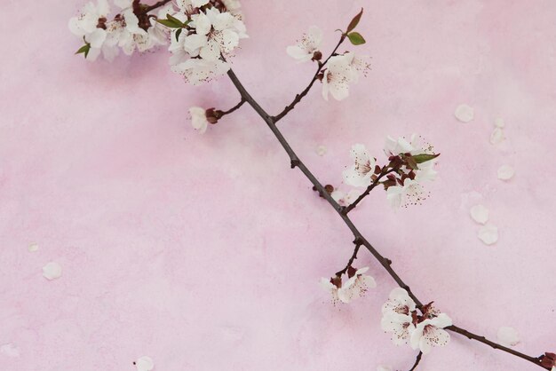 Flores de primavera de damasco branco no fundo de cimento rosa grunge com copyspace. Conceito sazonal e saudação.