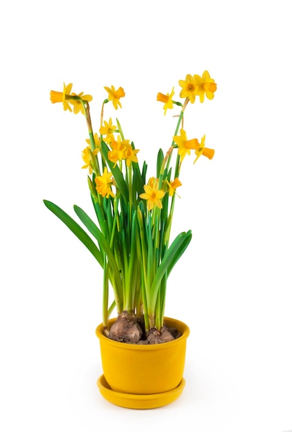 Flores de primavera de narciso amarelo florescendo em vasos isoladas no fundo branco