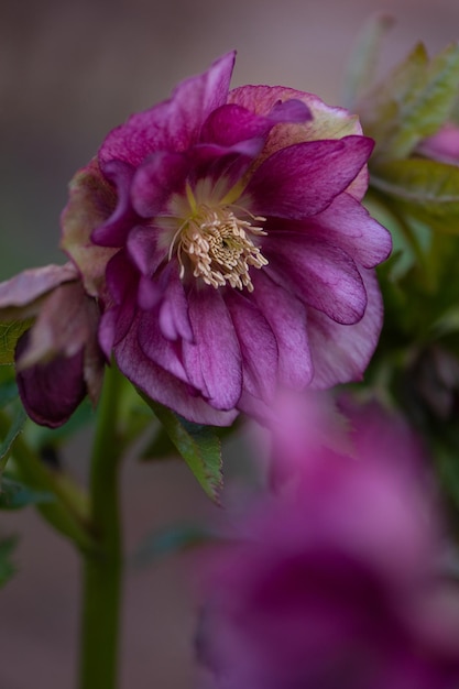 Flores de primavera de rosa de Natal ou heléboro que se posicionam em semi-sombra Hellebores Double Crown Rose bloom Híbridos de heléboro ou heléboro preto