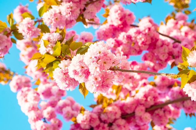 Flores de primavera de Sakura com flores de cerejeira em árvores