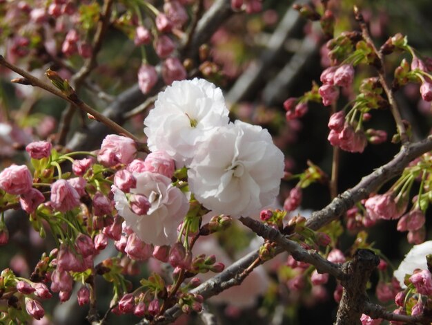 Foto flores de primavera em detalhes