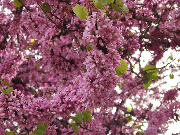 Foto flores de primavera em detalhes