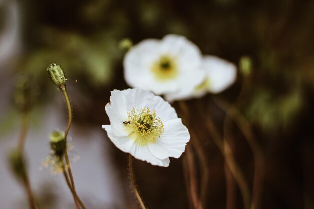 Foto flores de primavera en ushuaia feuerland fin del mundo argentinien