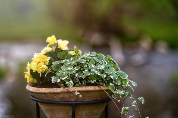 Flores de primavera florescendo em um vaso de flores em um fundo desfocado com um espaço de cópia fechado