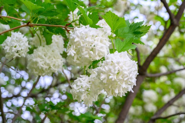 Flores de primavera florescendo grandes e lindas bolas brancas de viburnum opulus roseum boule de neig