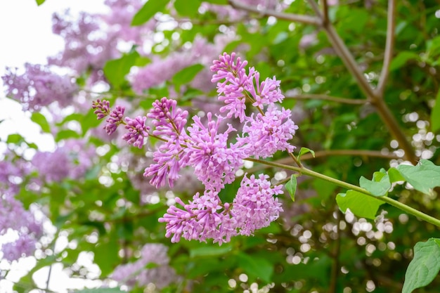 Flores de primavera florescendo lindas flores de lilás o conceito de primavera os ramos de