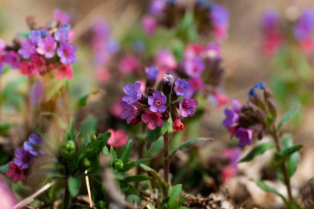 Flores de primavera florescendo Pulmonaria vista de perto