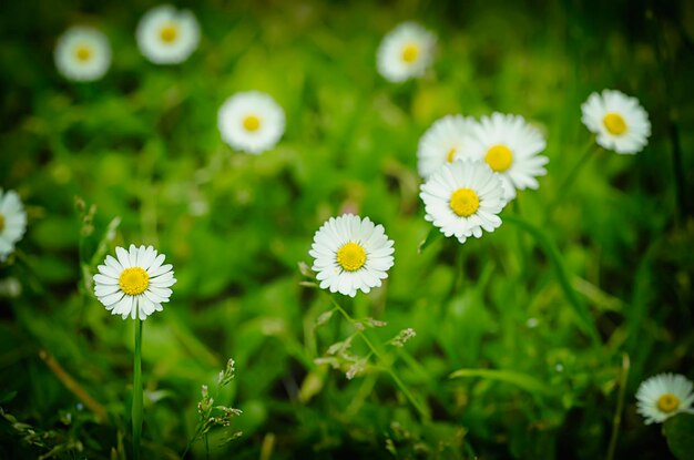 flores de primavera margarida