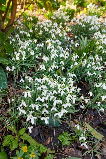 Flores de primavera muito brancas e naturais crescendo na floresta ou ambiente remoto da natureza Vista aproximada de muitas plantas comuns de flocos de neve florescendo em grupos em um jardim paisagístico como flora decorativa