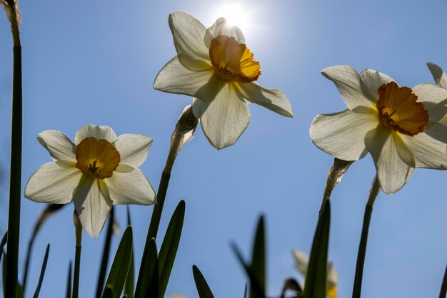 flores de primavera narcisos em tempo ensolarado um arbusto com flores de narcisos na estação de primavera