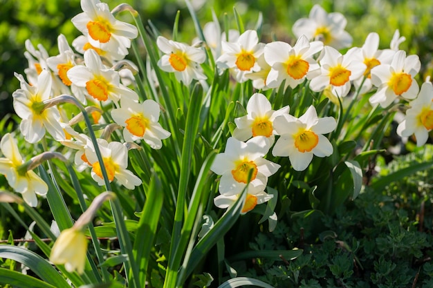 Foto flores de primavera narcisos floresceram no jardim narcisos brancos florescendo