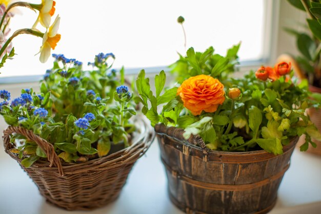 Flores de primavera no peitoril da janela Flores de esquecimento azuis tenras e ranúnculo laranja em cestas Exibição de plantas domésticas