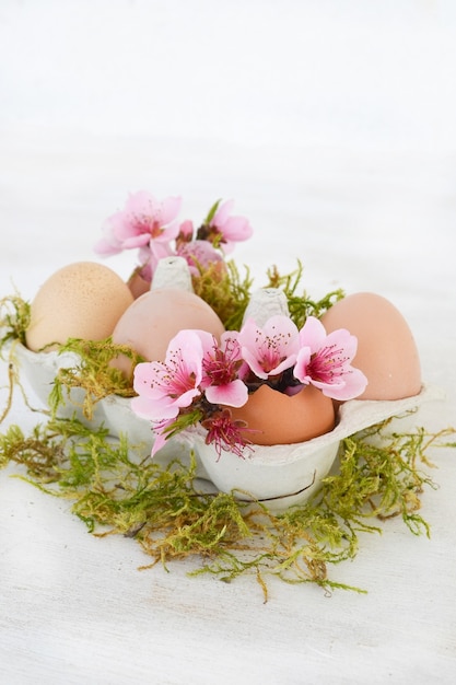 Flores de primavera rosa em cascas de ovos em fundo branco. Copie o espaço.