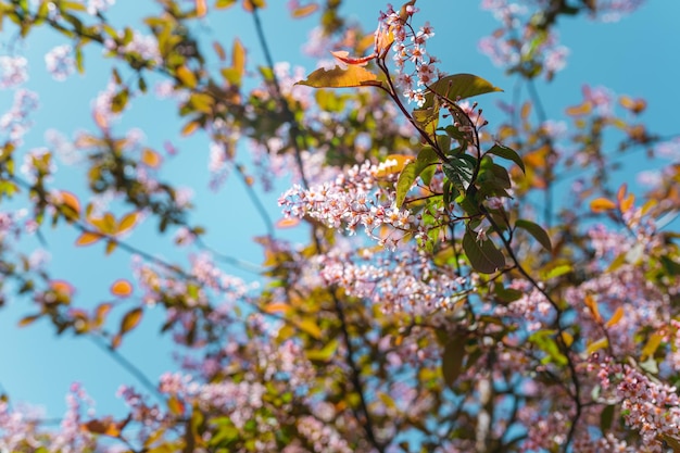 Flores de primavera rosa florescendo em árvores contra um fundo de céu azul