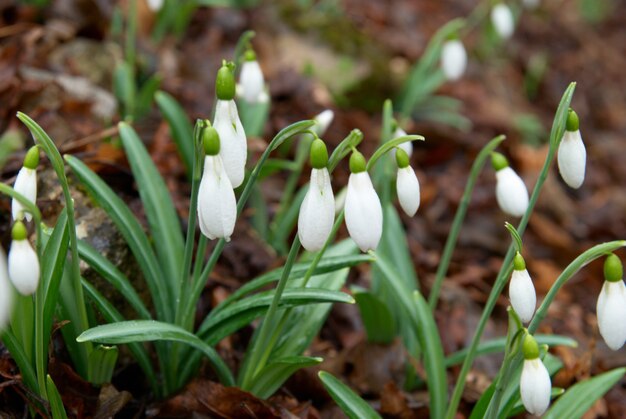 Flores de primavera - snowdrops brancas na floresta. Foco suave.