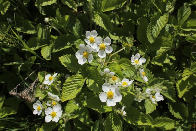 Flores de primavera suculentas brilhantes na natureza em tela cheia