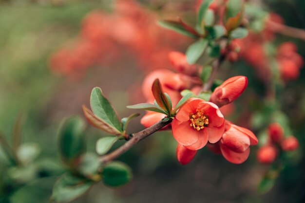 Foto flores de primavera