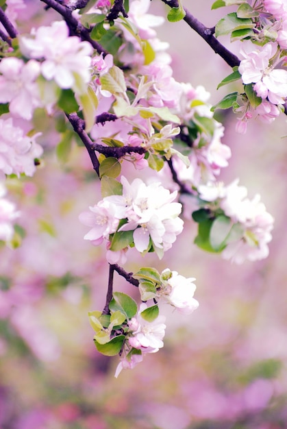 Flores de Primavera