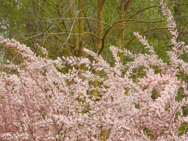 Foto flores de primavera