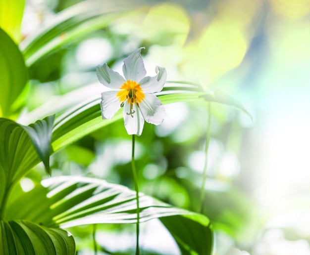 Flores de primavera