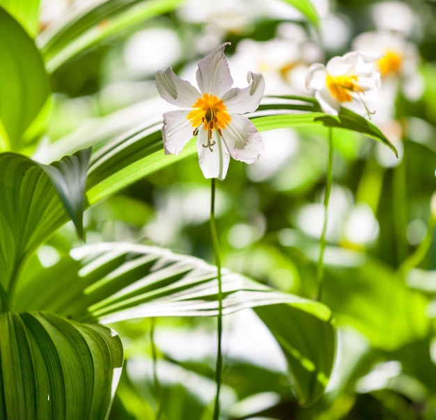 Flores de Primavera