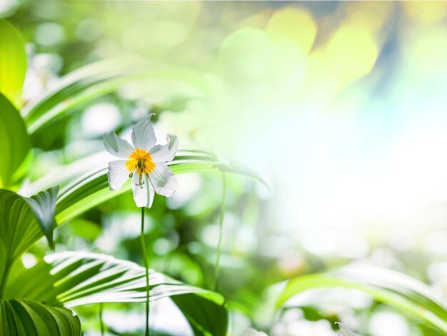 Flores de Primavera